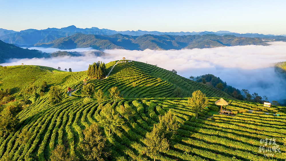 △位于陜西平利縣的蔣家坪茶園，云海環繞。2020年4月，總書記曾到這里考察，希望當地因茶致富，因茶興業。